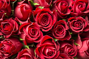 Red Roses Close Up Photography HD wallpaper