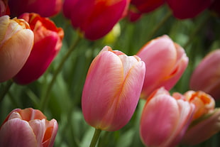 close-up photo of tulip flowers, tulips HD wallpaper