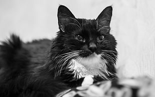 black and white photography of long-coated black and white cat
