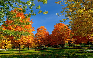 orange leaf trees