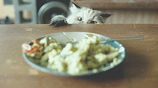 cooked dish and grey cat, animals, cat, food