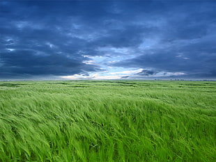 green grass, landscape, nature