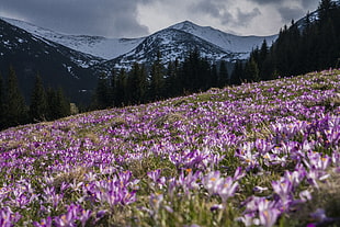 natures photography of purple petaled flowers on mountain range surrounded by trees