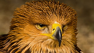 brown bird, animals, birds, eagle HD wallpaper