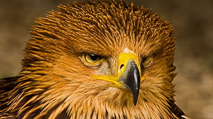 brown bird, animals, birds, eagle