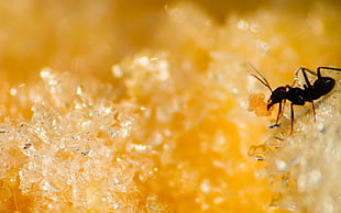 close up photo of Garden ant