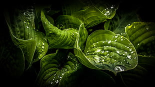 green leaves, leaves, nature HD wallpaper