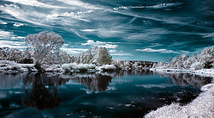white frost trees under blue sky HD wallpaper