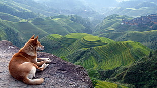 short-coated brown dog, dog, animals, field, terraced field