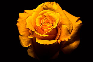 silhouette photography of yellow rose, naranja HD wallpaper