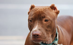 shallow focus photography of brown pitbull terrier