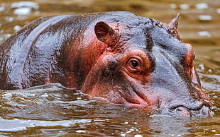 black and brown hippopotamus HD wallpaper