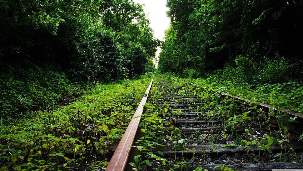 brown metal train rail, trees, railway, nature, plants HD wallpaper
