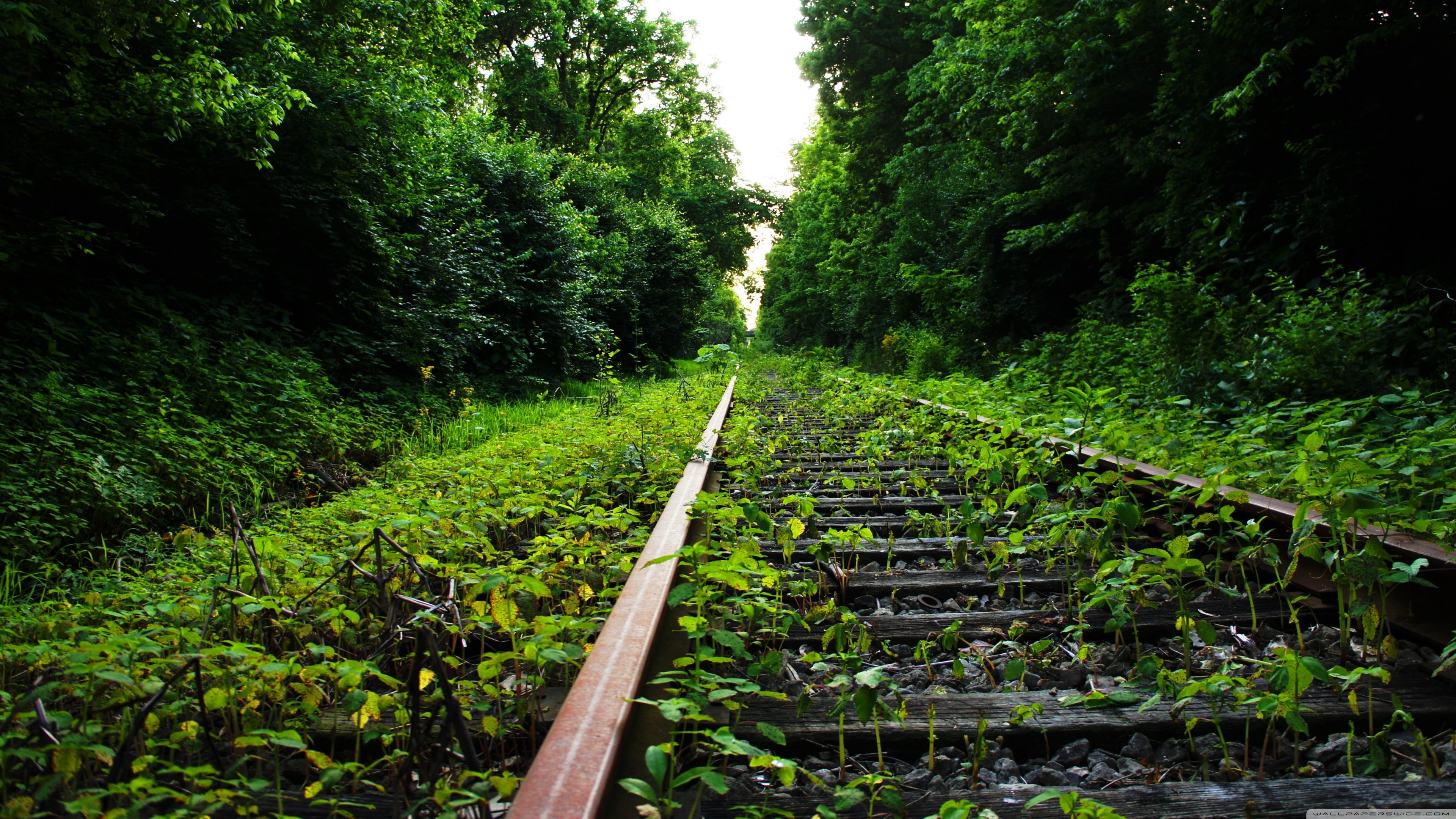 brown metal train rail, trees, railway, nature, plants