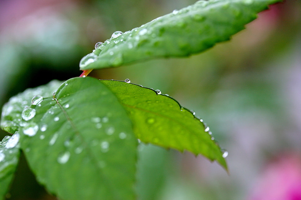 green leaf HD wallpaper