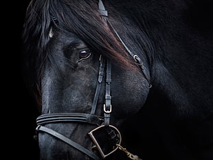 black horse, horse, portrait, animals