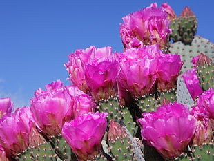 pink cactus flowers HD wallpaper
