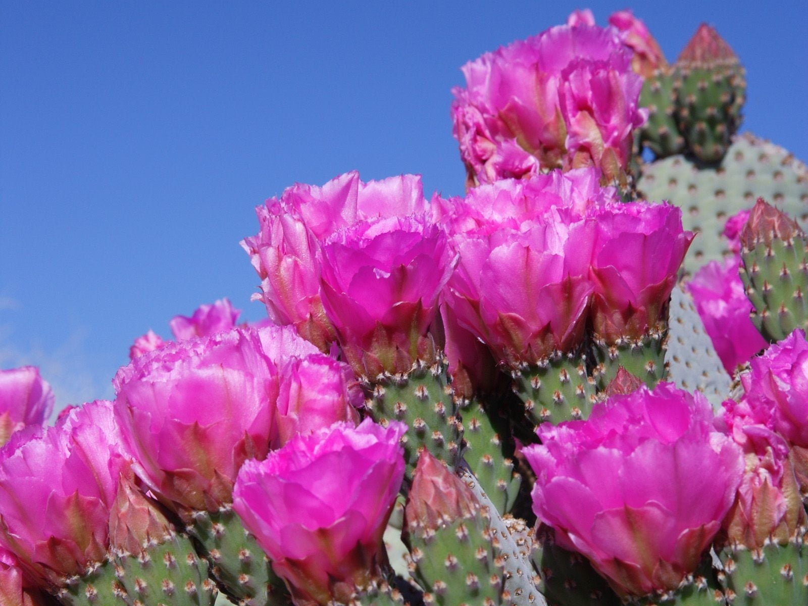 pink cactus flowers