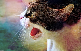 photography of white and black short coated cat