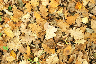 dried oak leaves, Leaves, Autumn, Fallen