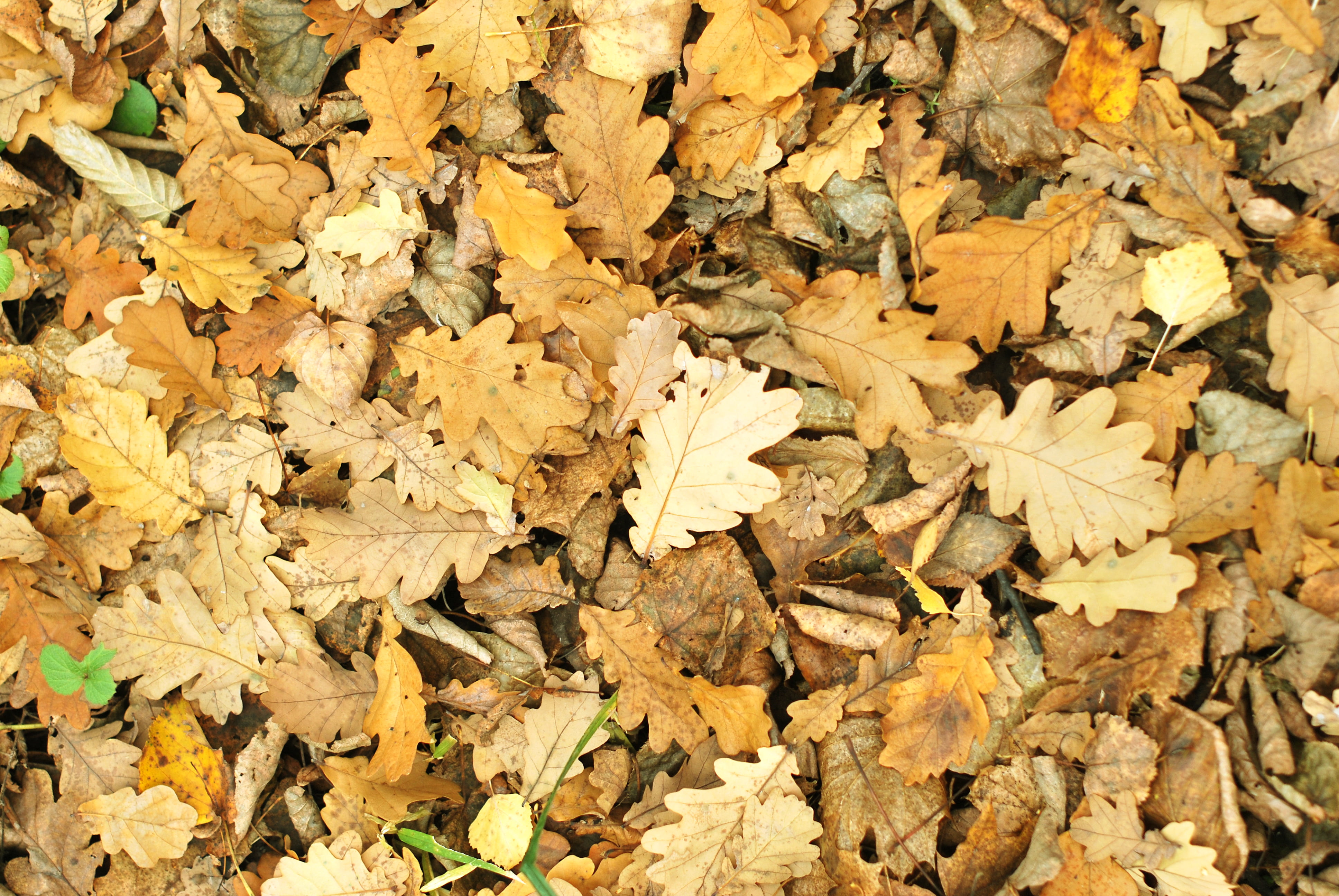 Листовой опад это. Осенние листья. Опавшая листва. Опавшие листья. Опавшие осенние листья.