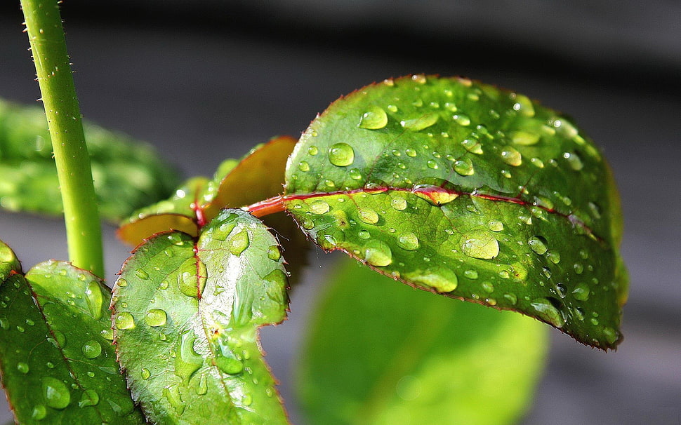 green plant wallpaper HD wallpaper