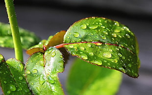 green plant wallpaper