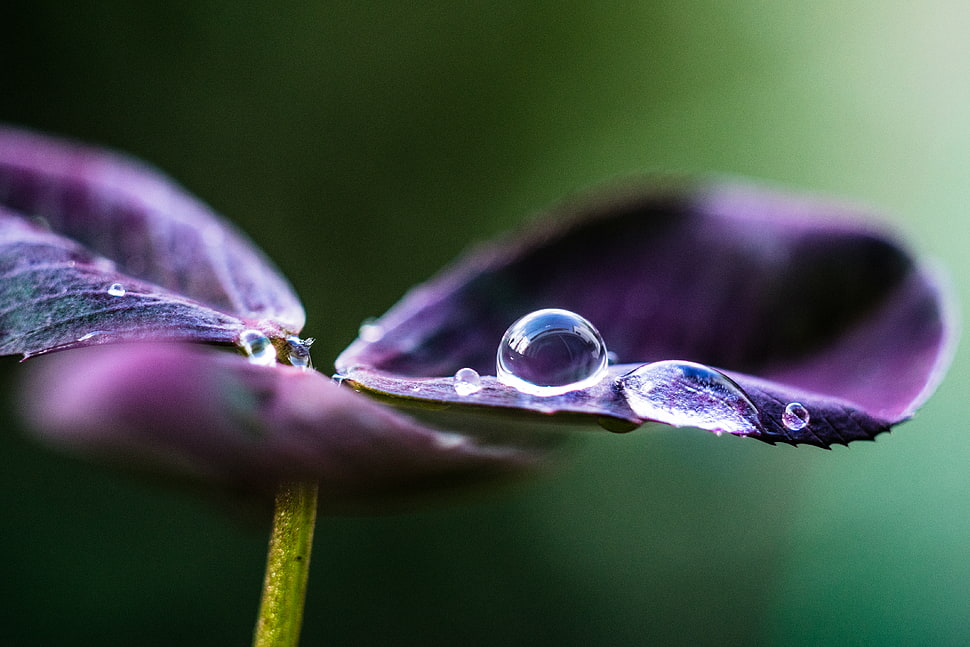 selective focus photograph of purple petaled flower with morning dew HD wallpaper
