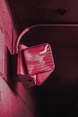 pink box, Lighting, Bird, Art