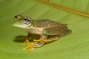 closeup photo of green frog on leaf, cochranella HD wallpaper
