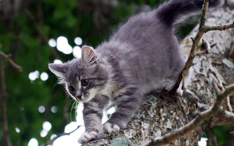 gray and white cat on tree HD wallpaper