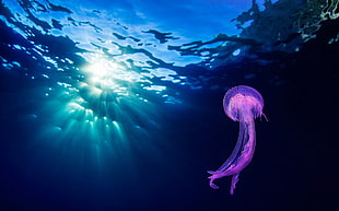 purple jellyfish, animals, jellyfish, underwater