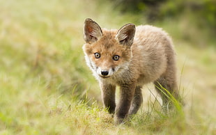 brown fox on green grass at daytime, animals, fox, baby animals