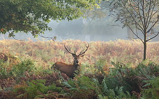 deer in the middle of forest