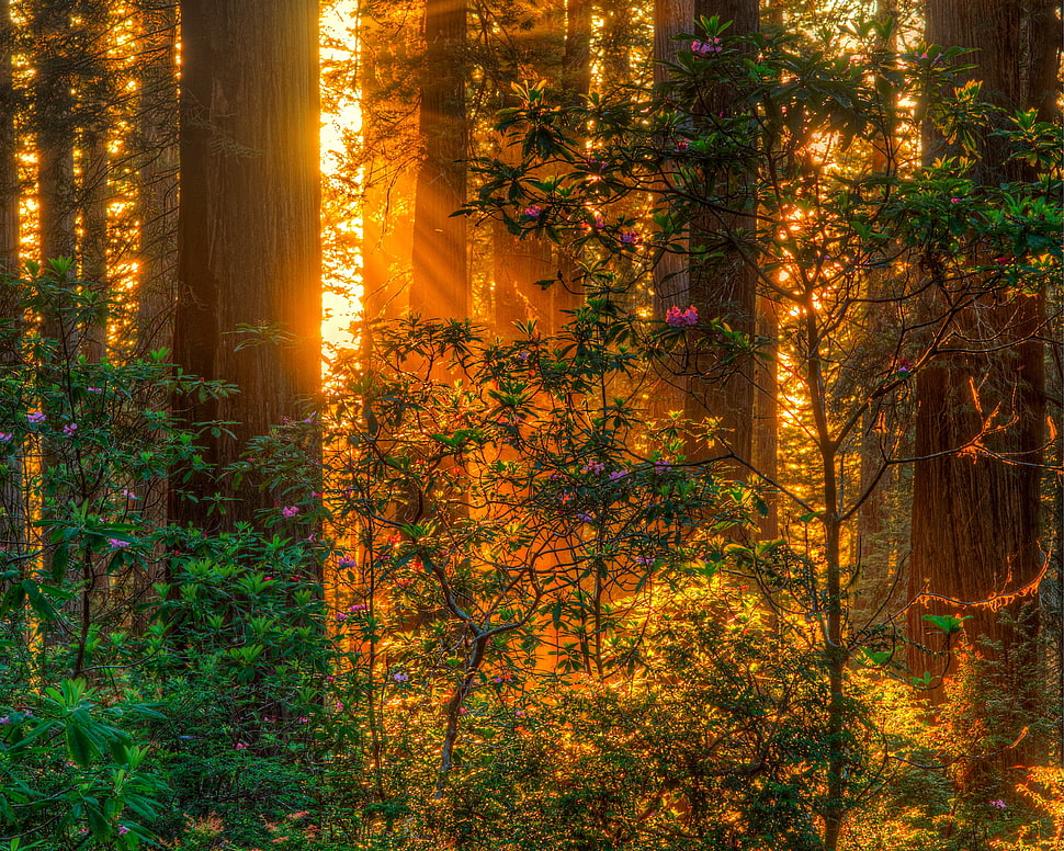 brown and green tree painting, trees, forest HD wallpaper