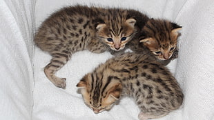 three tabby kittens HD wallpaper