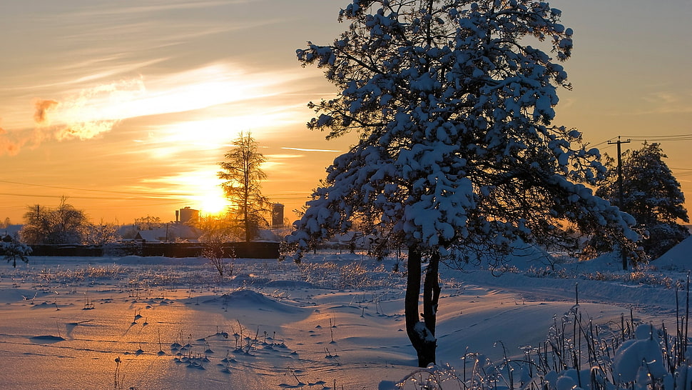 tree on snowfield at sunset HD wallpaper