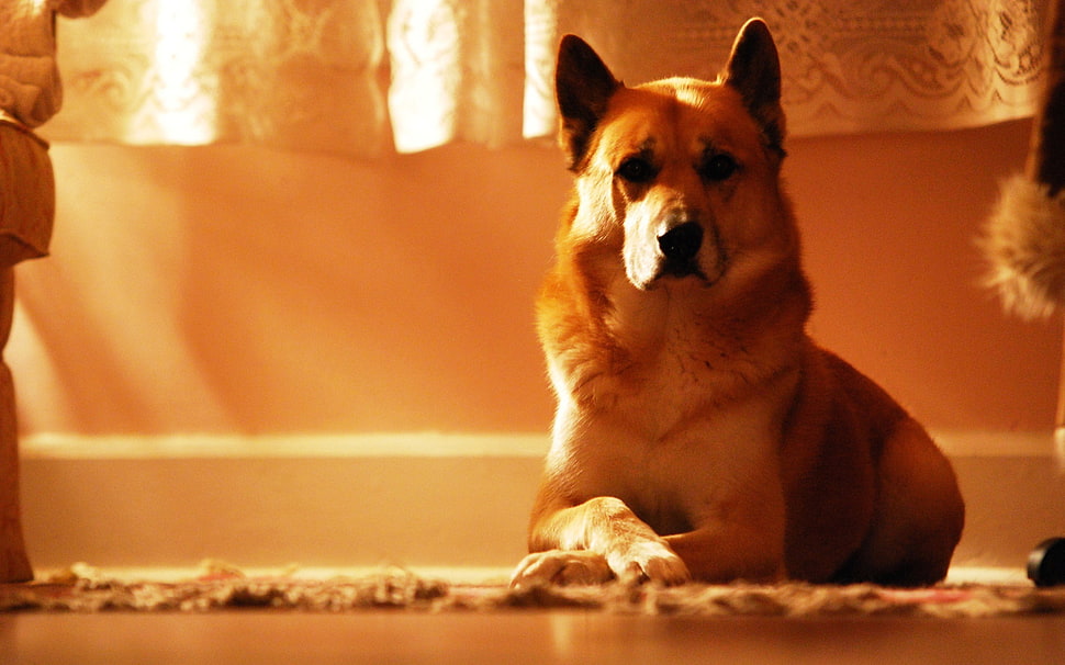 adult short-coat tan dog HD wallpaper
