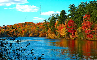 river surrounded with red, yellow and green leaf tree under blue sky during daytime view photo