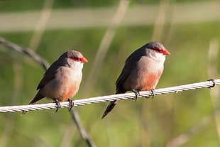 two white-and-gray birds perched on wire, waxbills