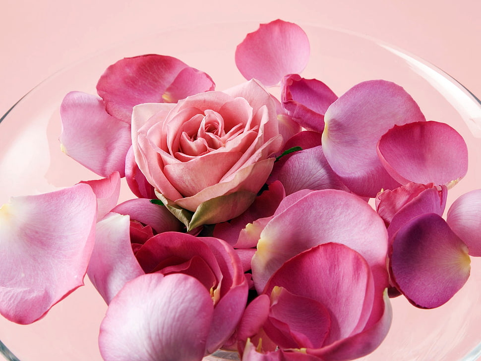 pink Rose petals HD wallpaper