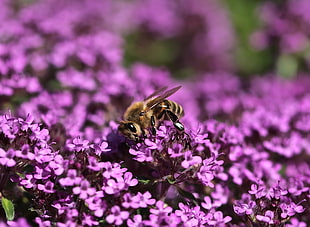 bee pollinating purple petaled flower HD wallpaper
