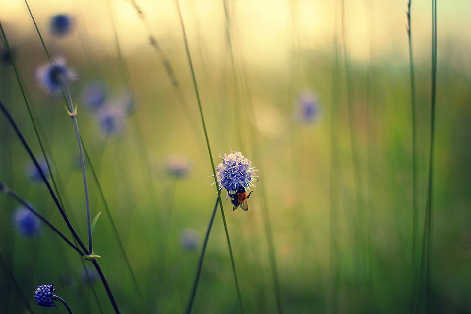 bee on purple flower in selective focus photography HD wallpaper