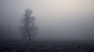 grey tree grayscale photo