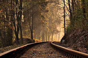 brown train rail in forest HD wallpaper