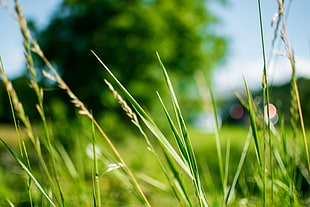 Green Grass during Daytime in Focus Photography HD wallpaper