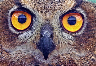 close up photography owl