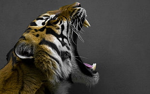 Bengal tiger, animals, roar, tiger HD wallpaper