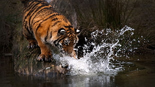 black and brown tiger, tiger, animals, water HD wallpaper