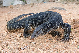 close up photograph of Komodo dragon